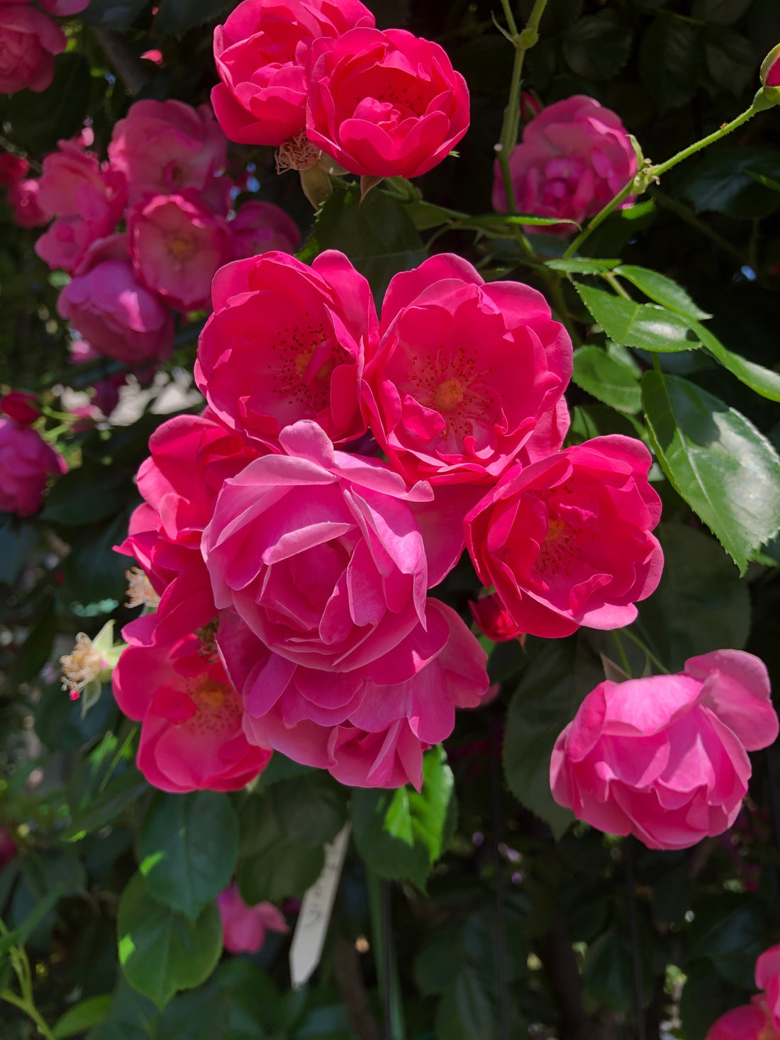赤いバラの花