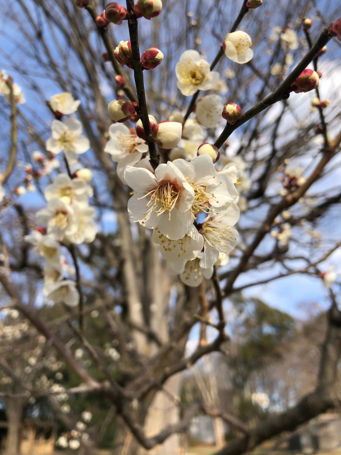 白い梅の花