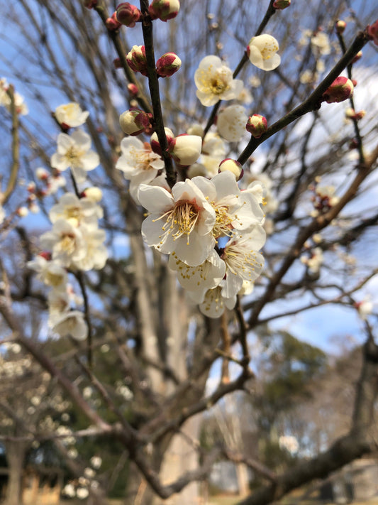 白い梅の花