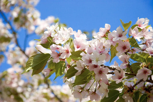 葉桜