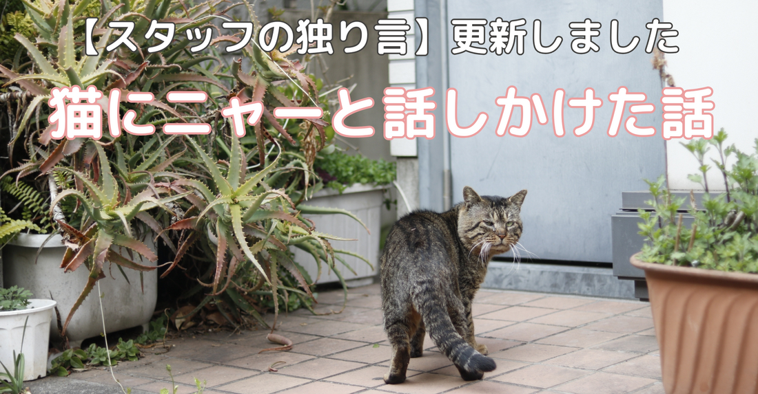 【スタッフの独り言】猫の不思議な反応！『ニャー』と話しかけたらどうなる？